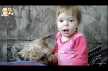 Funny and Cute Yorkie Dog and Babies Videos    Dog and Baby Compilation