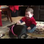 Cute best friend Babies and French bulldog Videos    Funny Babies and Pets Compilation