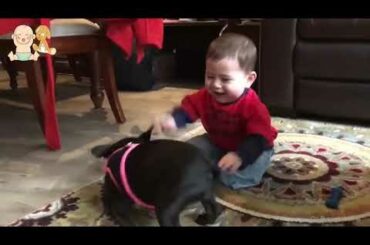 Cute best friend Babies and French bulldog Videos    Funny Babies and Pets Compilation