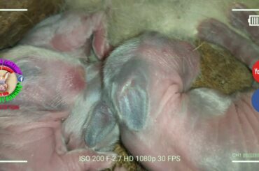 5 Cute Baby Bunnies Day 3 (DOB: March 9, 2020) - Bongskie Rabbitry Cebu - Bisdak Edition