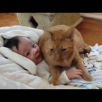 Funny Cats Protecting Babies Compilation 2017