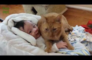 Funny Cats Protecting Babies Compilation 2017