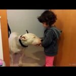Bull terrier dogs and babies become best friend    Dog and baby funny Videos