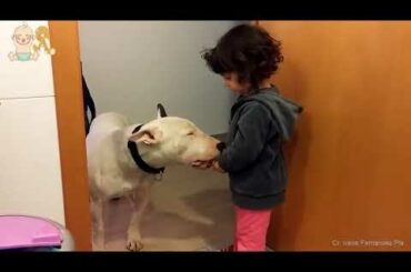 Bull terrier dogs and babies become best friend    Dog and baby funny Videos