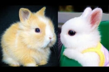 RABBITS – Cute Baby Bunnies – Funny Rabbit Videos – Funny Baby Videos 2020