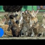 Bunny Rabbit Island Japan - CUTEST Compilation Daily