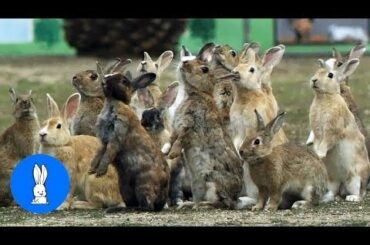Bunny Rabbit Island Japan - CUTEST Compilation Daily
