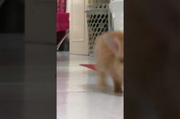 My rabbit being cute