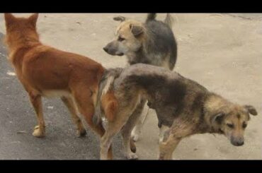 The First Meeting of Funny Dog, Cute Rabbit and Budgie..
