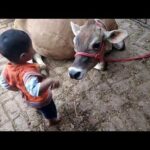 Baby 👶 Befriends with 🐄 Cow   Cute Babies and Pets Compilation
