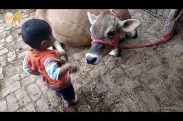 Baby 👶 Befriends with 🐄 Cow   Cute Babies and Pets Compilation