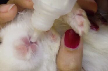 How to Feed New Born baby rabbit | My Pet Bunny Rabbits.