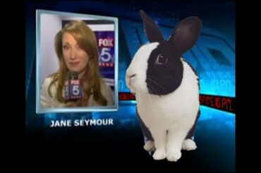 It's 10 PM - Do You Know Where Your Rabbits Are?