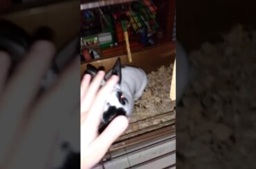 My rabbit soo cute 🐇