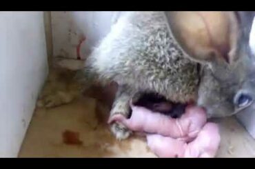 Rabbits give birth baby, the small rabbits new born. animals film. Wow! Rabbits give birth.