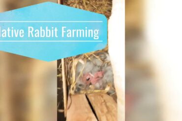 Our Rabbit Doe gives Birth to six Baby bunnies cute bunnies 🐰