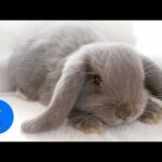 Cutest Bunny Rabbits Thumping Compilation Daily