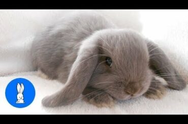 Cutest Bunny Rabbits Thumping Compilation Daily