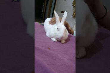 Rabby the cute rabbit 😍😍