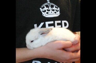 Cutest Baby Bunnies and Hilarious 3 year old! Day 18