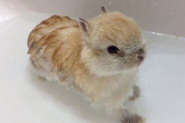 Cute baby dwarf peanut bunny drinking in a sink ウサギ