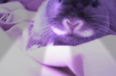 CUTE LITTLE BIT OF A BUNNY FUR  BALL