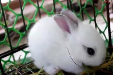 16 Day Old Baby Bunny Rabbits Chasing Mom for Milk