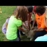 Awesome Friendship Babies and  Animals    Baby human take care baby sheep Videos Compilation