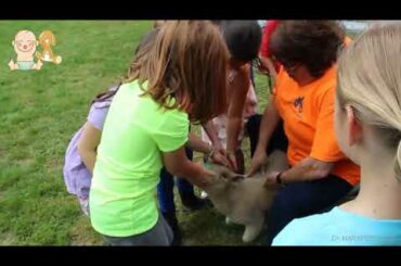 Awesome Friendship Babies and  Animals    Baby human take care baby sheep Videos Compilation