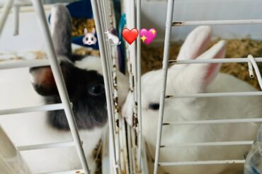 #Cute_#Bunny_#Rabbits_#PetShop_#Store_#TheReef_#ForSale_#Gibraltar/#Зоомагазин_#Продажа_#Гибралтар