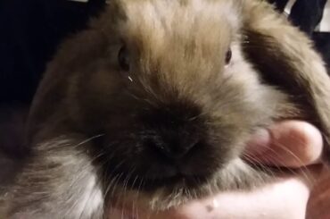 WE GOT BUNNIES!!!!!🐰🐇 (so cute)