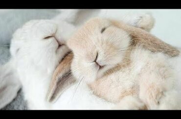 Rabbit eating and Cute Bunny Videos Compilation asmr animals 🍑🥭🍌