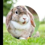 Cute bunny pictures🐇