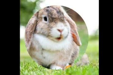 Cute bunny pictures🐇