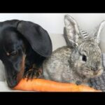 Wait for the jump| Dachshund and bunny  •1 Cute