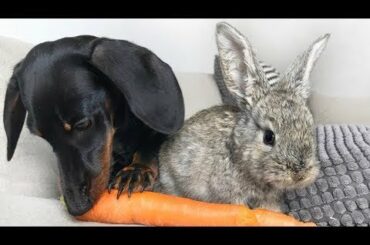 Wait for the jump| Dachshund and bunny  •1 Cute