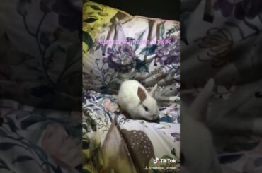 TikTok cute bunny