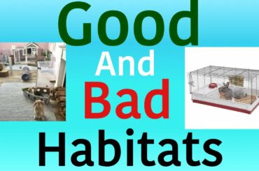 Good and bad habitats for your bunny!!!
