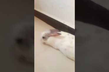 My cute rabbit 2020😊😊