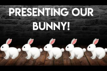 Our Cute Bunny!! (Yes, we have one)