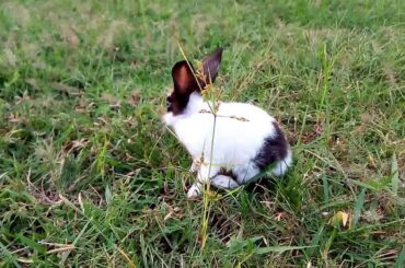 Funny and Cute Baby rabbit Videos clips 2018 / Cutest Bunny in the world