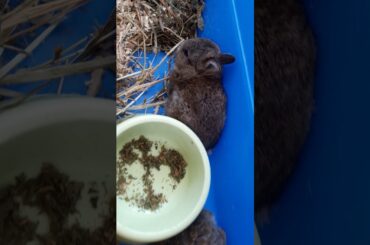 Cute baby bunny - 3 weeks old netherland dwarf bunny