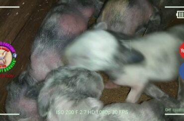 5 Cute Baby Bunnies Day 5 (DOB: March 8, 2020)