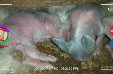 5 Cute Baby Bunnies Day 4 (DOB: March 9, 2020) - Bongskie Rabbitry Cebu - Bisdak Edition