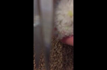 Showing you how to make a cute bunny