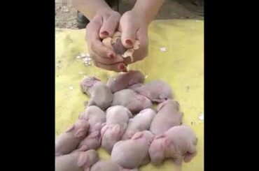 #cute rabbit baby egg #enjoyit, keep supporting