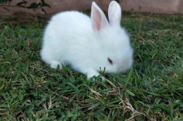 Cute little bunny eating grass