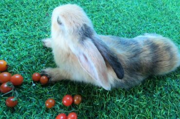 BUNNY CUTE SMALL TOMATO