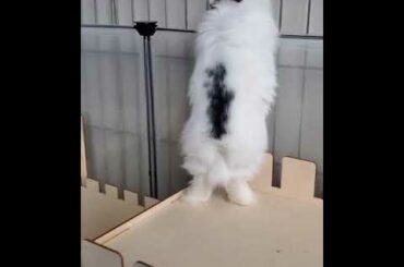 Most cutest bunnies ever take a look about this little babies