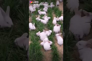 Very Cute Rabbit By ONLY FOR BOYS ❤❤❤❤❤..